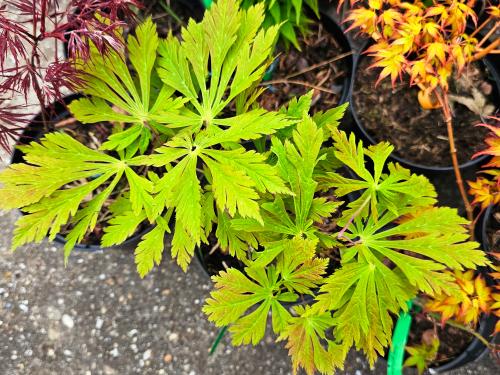 Acer japonicum ‘Aconitifolium’ HORT'IS VIRIDIOS (R)